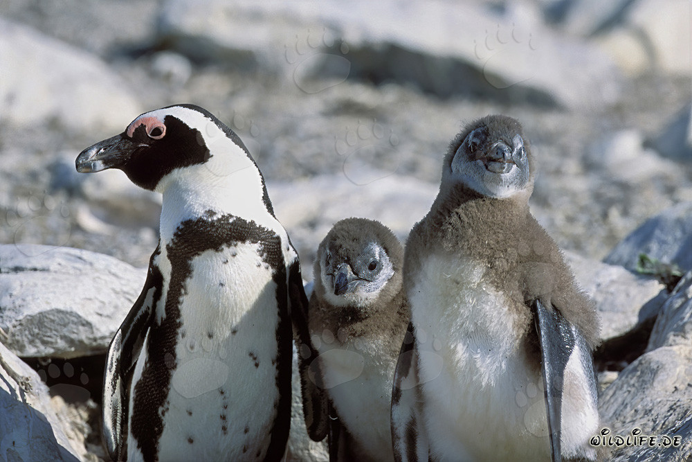 Familia de pingüinos africanos en la isla Dyer en Sudáfrica