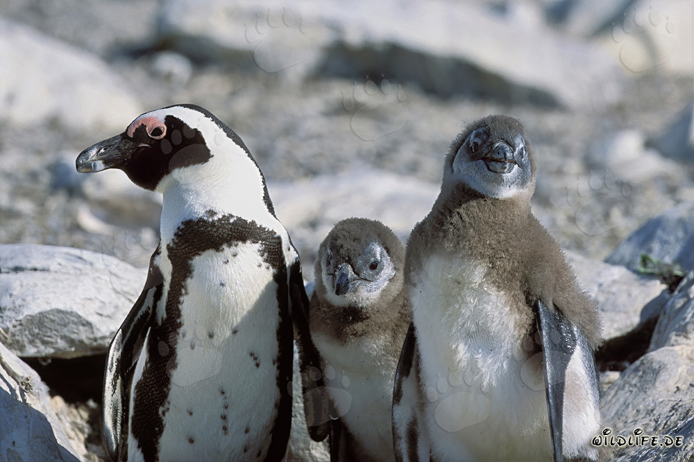 Famille de manchots du Cap sur l'île de Dyer en Afrique du Sud