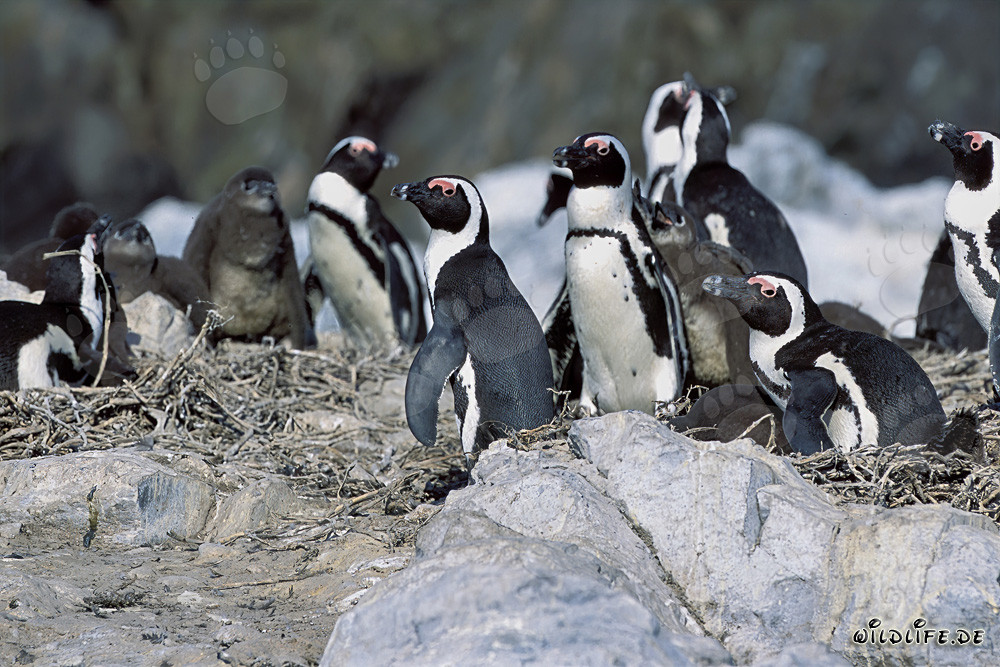 Colonia di pinguini di Dyer Island