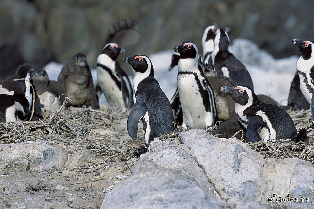 Colonia de pingüinos de anteojos