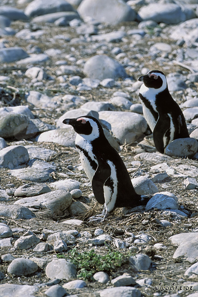Pingoins à lunettes fascinants sur l'île de Dyer, Afrique du Sud