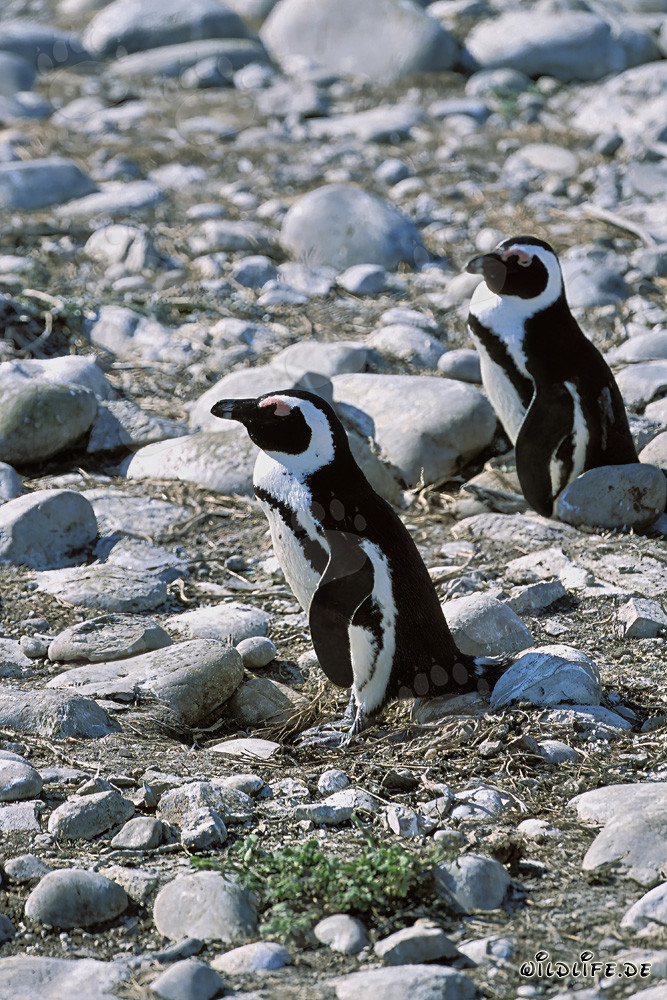 Pinguini dal piumaggio fascinoso sull'Isola di Dyer, Sudafrica