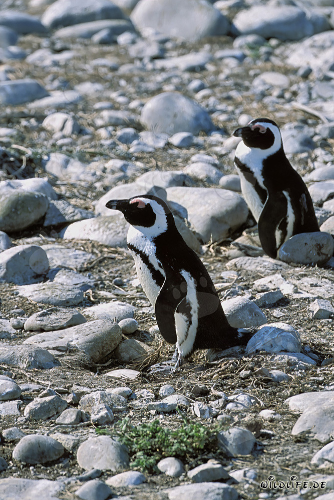 Pingüinos de anteojos fascinantes en la Isla Dyer, Sudáfrica