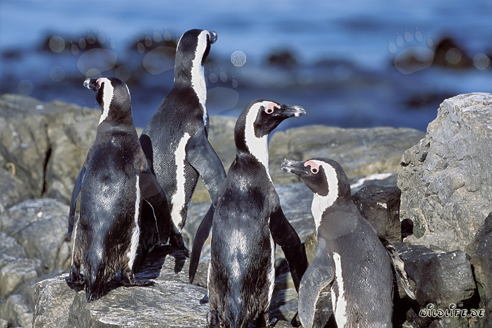African Penguins on rocky ground