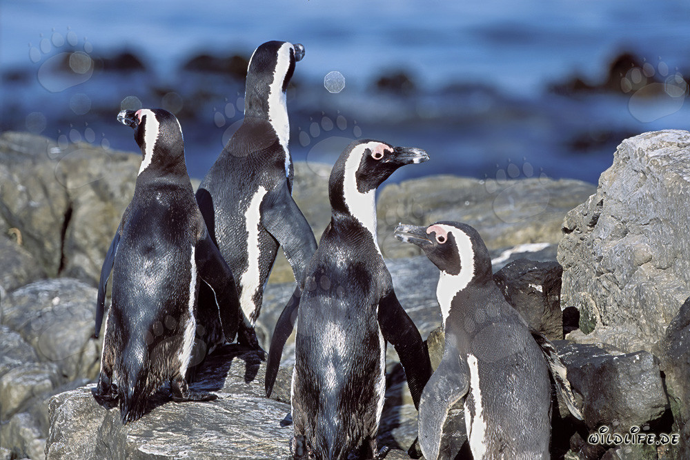 Grupo de pingüinos de anteojos en terreno rocoso