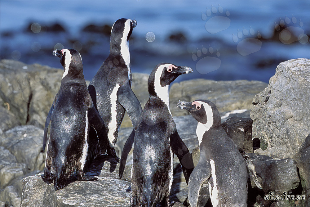 Gruppo di pinguini con occhiali su terreno roccioso