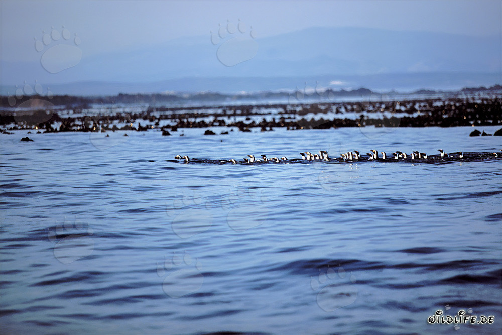 African Penguins safely return from their perilous hunt