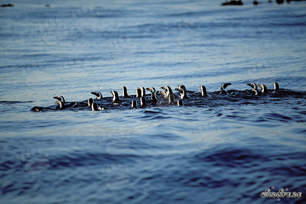 Fascinating African Penguins returning from their hunting trip in the sea