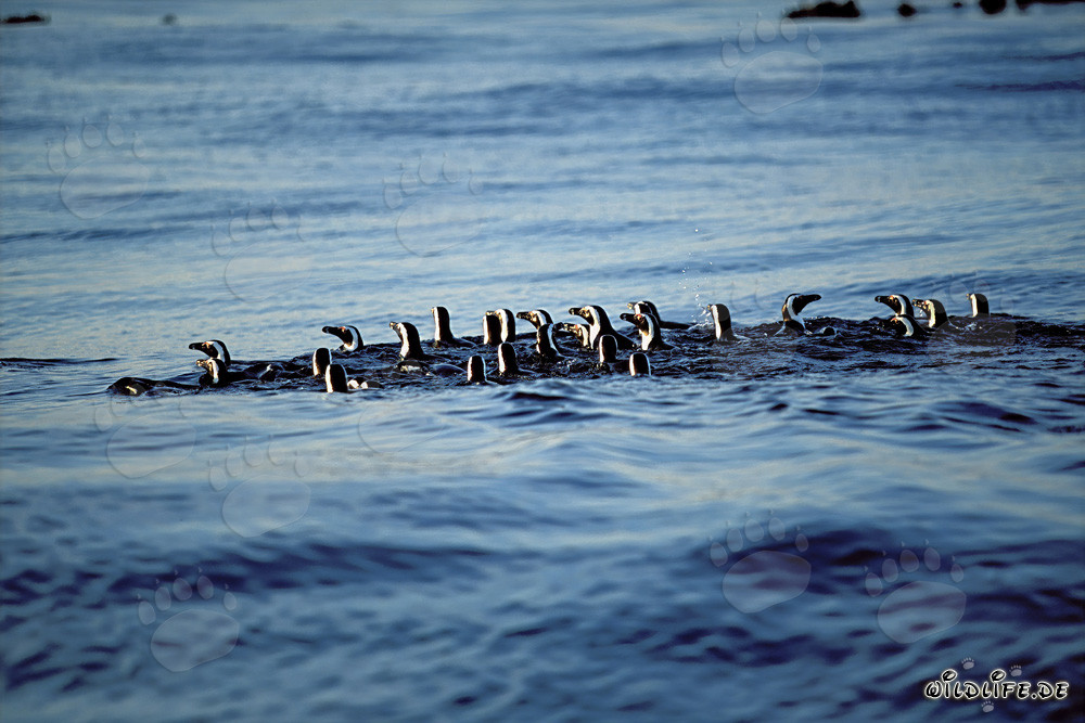 Faszinierende Brillenpinguine auf dem Rückweg von der Jagd im Meer