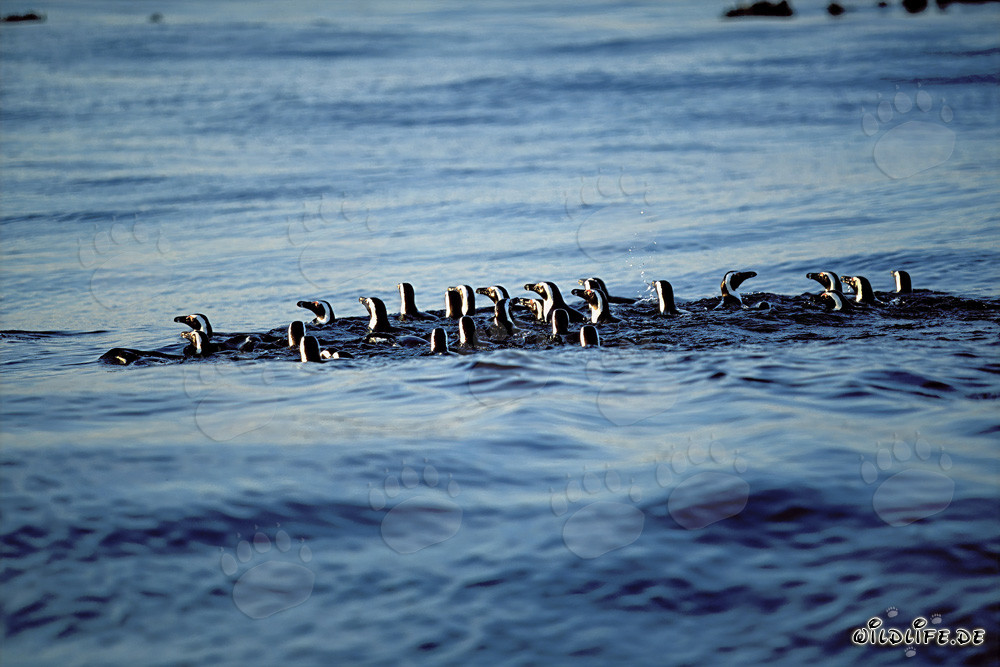 Pinguins de Magellan fascinants de retour de la chasse en mer