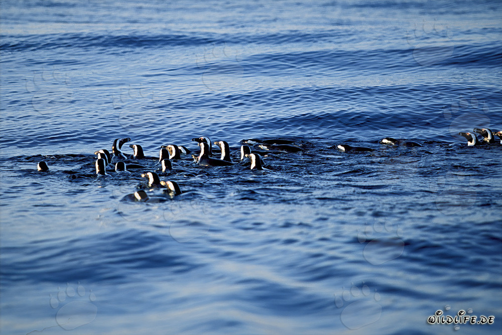 Fascinating African Penguins returning from hunting in the sea