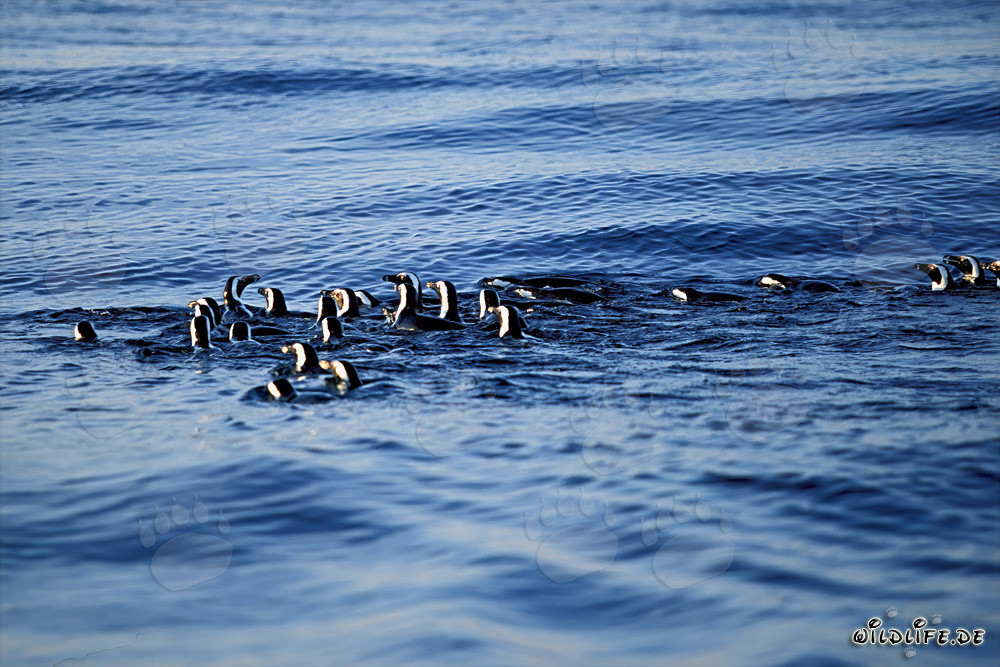 Faszinierende Brillenpinguine auf dem Rückweg von der Jagd im Meer