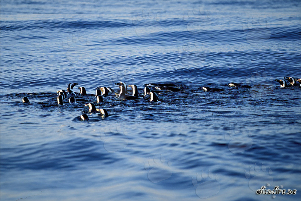 Pinguini con occhiali affascinanti di ritorno dalla caccia in mare