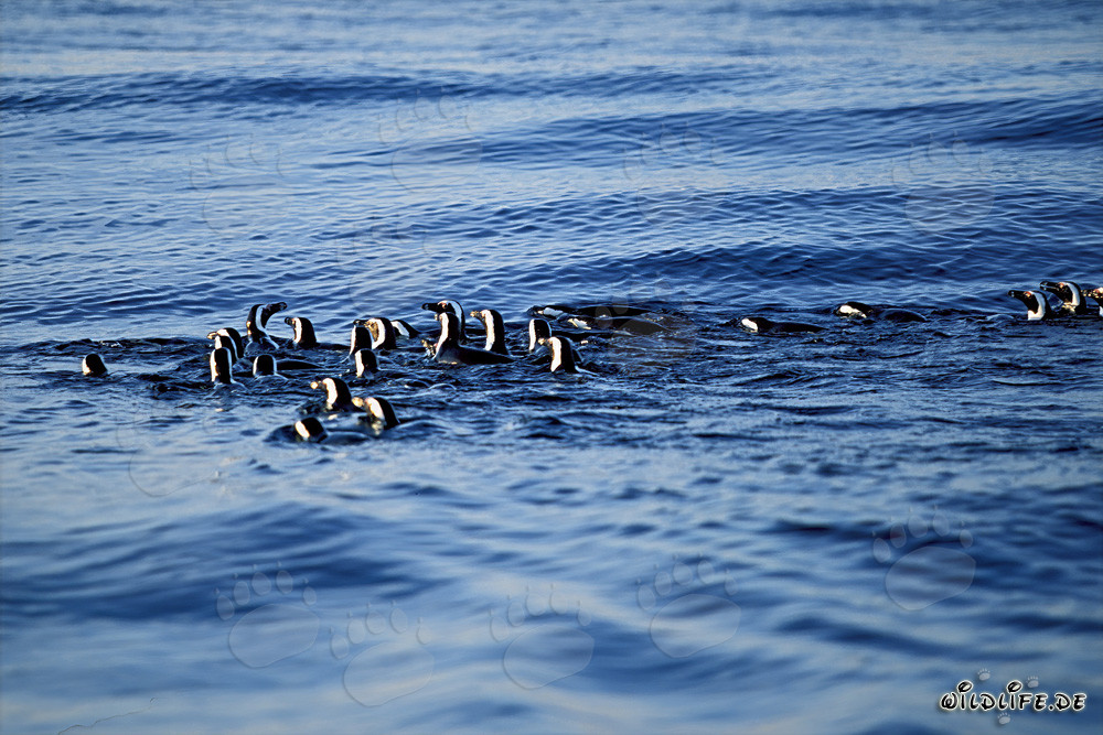 Pingüinos de anteojos fascinantes de regreso de la caza en el mar