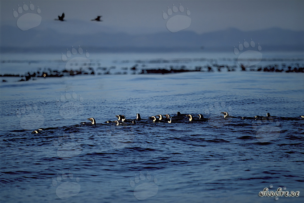 African Penguins return from the Sea
