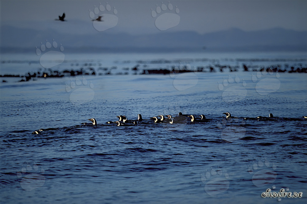Brillenpinguine kehren zurueck vom Meer