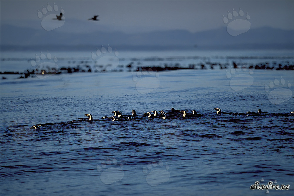 Los pingüinos de anteojos regresan del mar