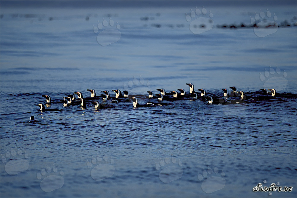 Fascinating African Penguins returning to the island