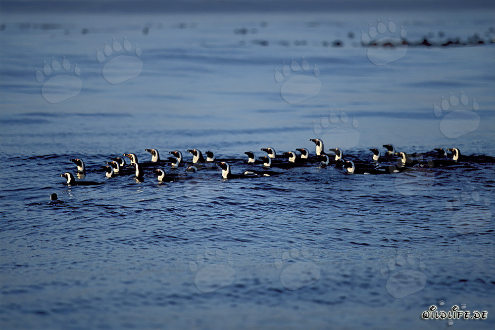 Faszinierende Brillenpinguine auf dem Weg zurück zur Insel