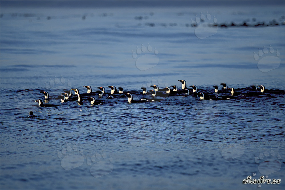 Pingouins à lunettes fascinants en route de retour vers l'île