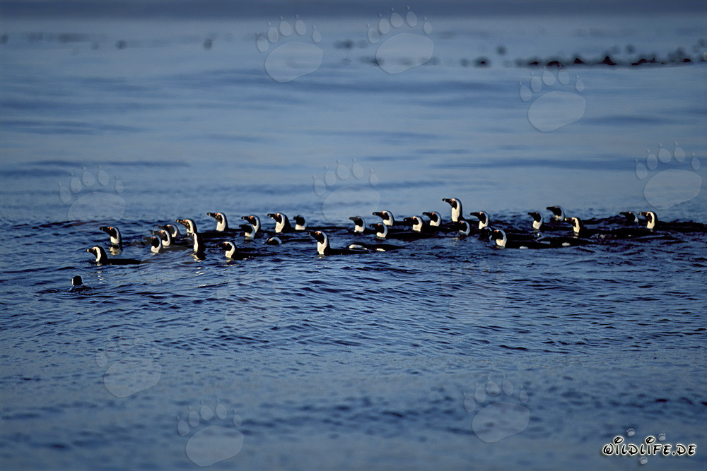 Pingüinos de anteojos fascinantes de regreso a la isla