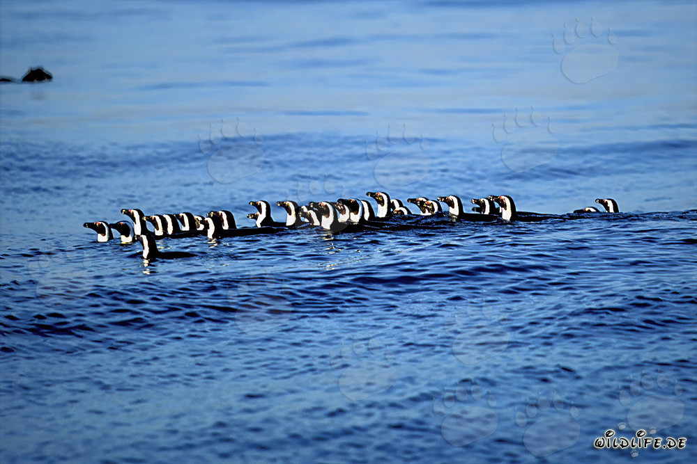 Faszinierende Brillenpinguine auf dem Rückweg von der Jagd im Meer