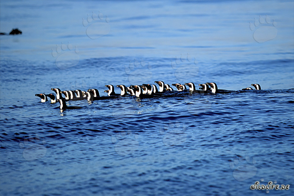 Pingüinos de anteojos fascinantes regresan de la caza en el mar