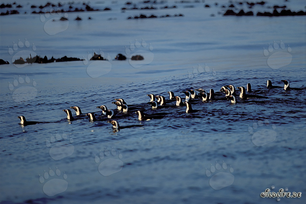 Fascinating sight: African Penguins returning from their hunting trip in the South Atlantic