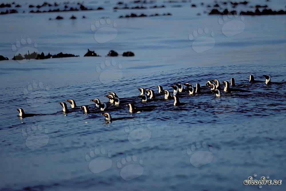 Faszinierender Anblick: Brillenpinguine auf dem Rückweg von der Jagd im Südatlantik