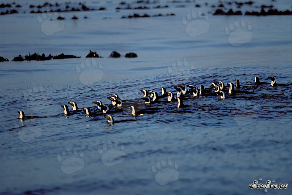 Vista fascinante: pingüinos de El Cabo regresando de la caza en el Atlántico Sur