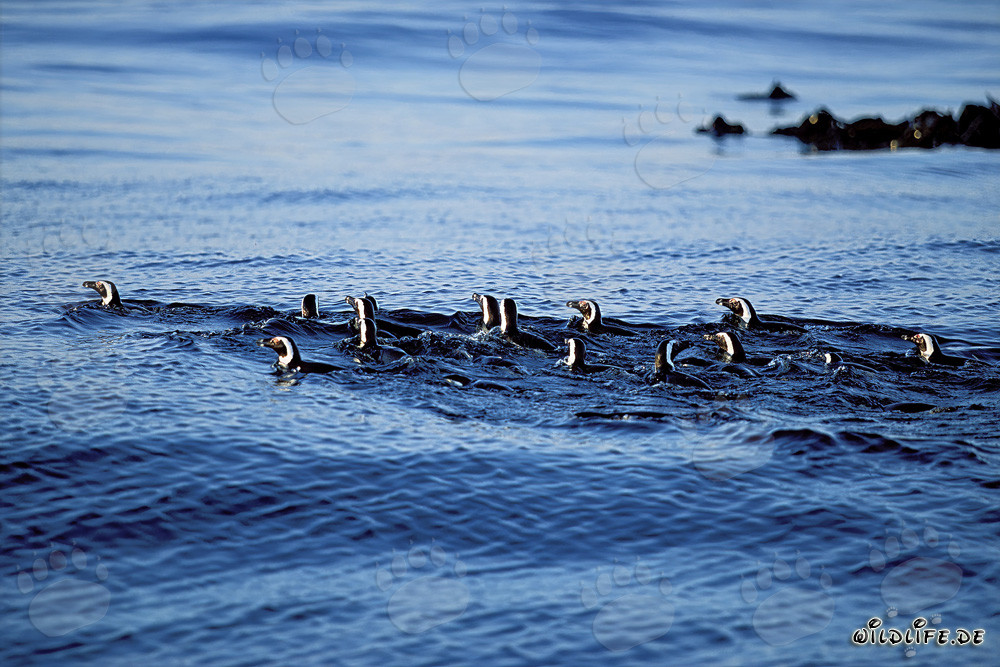 Fascinating African Penguins returning from the Sea
