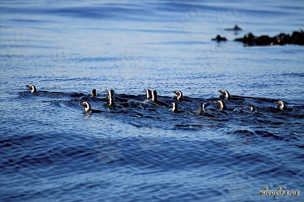 Faszinierende Brillenpinguine auf dem Heimweg vom Meer