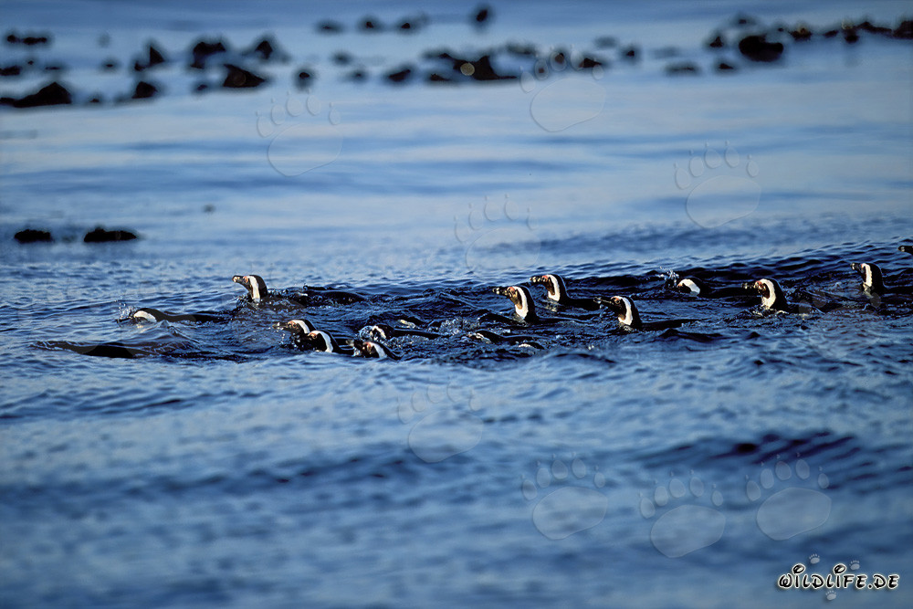 Faszinierende Brillenpinguine kehren von ihrem Jagdausflug auf hoher See zurück