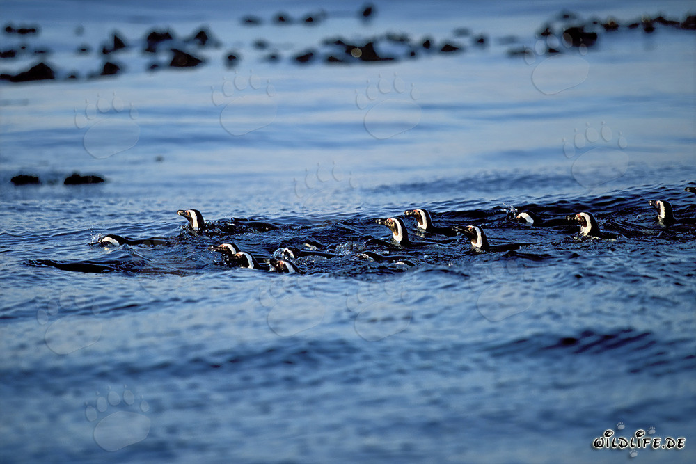 Les pingouins de Magellan fascinants reviennent de leur excursion de pêche en haute mer