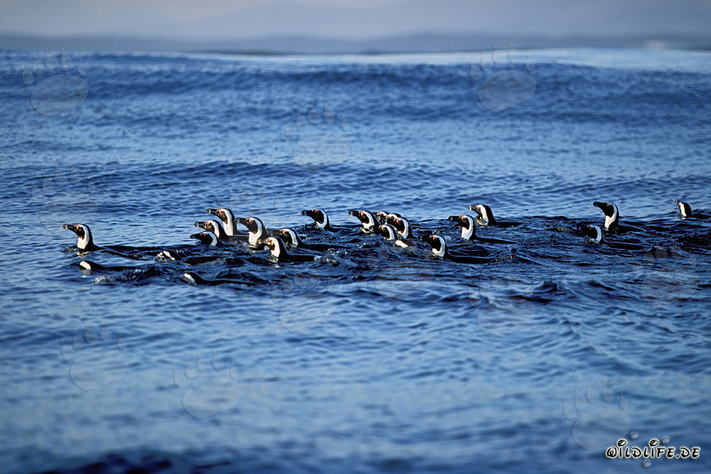 Fascinating African Penguins returning from their hunting trip in the sea