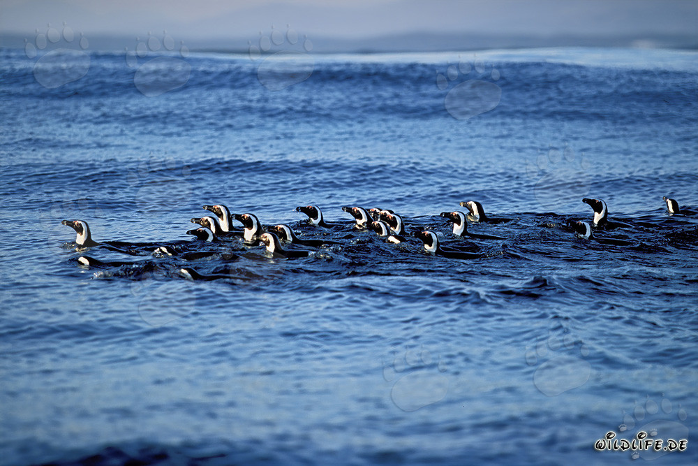 Faszinierende Brillenpinguine auf dem Rückweg von der Jagd im Meer
