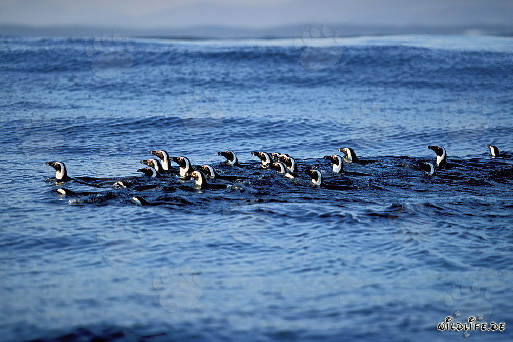 Pingüinos de anteojos fascinantes de regreso de la caza en el mar