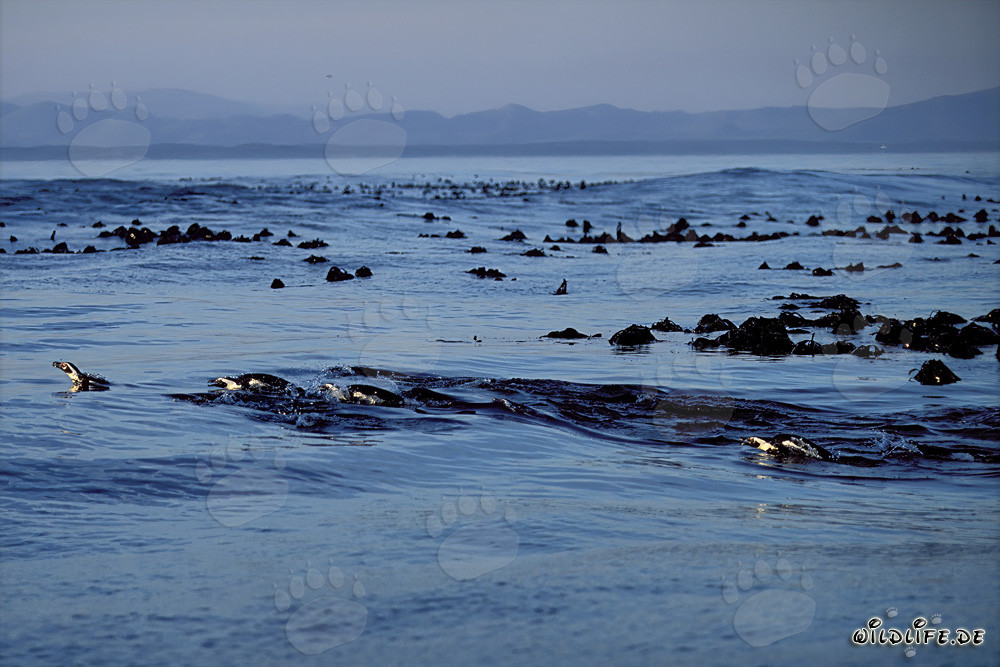 African Penguins return from the Sea