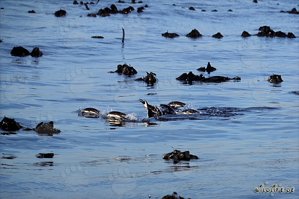 African Penguins safely return from a dangerous hunt in the sea