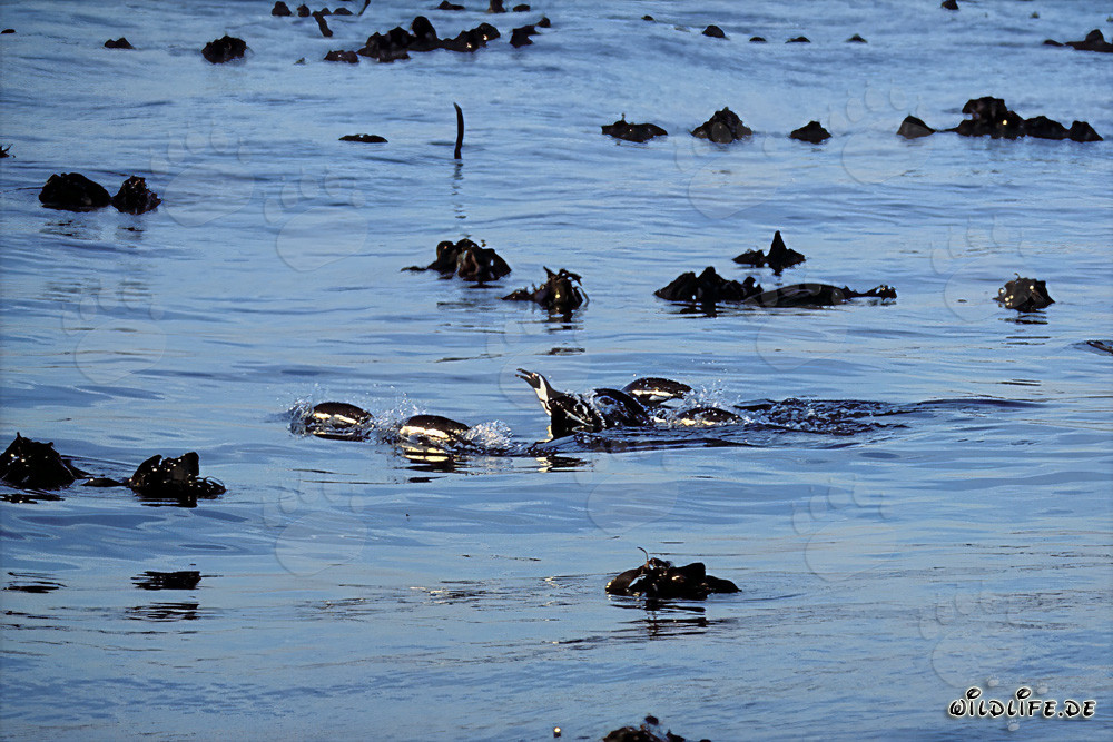 I pinguini di Galapagos tornano in sicurezza dalla pericolosa caccia in mare