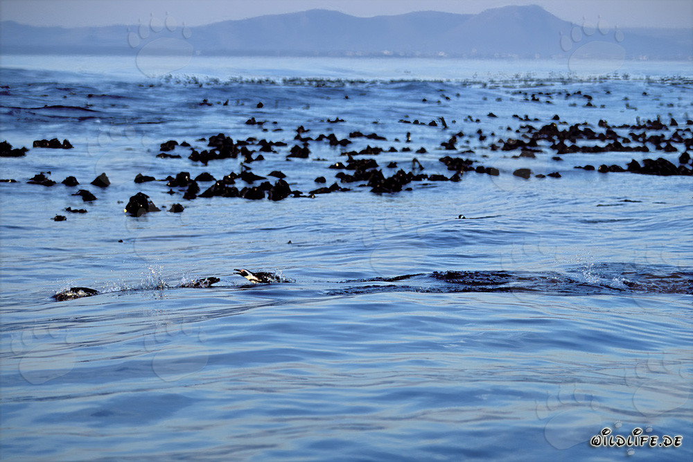 Fascinating return of African Penguins from the ocean