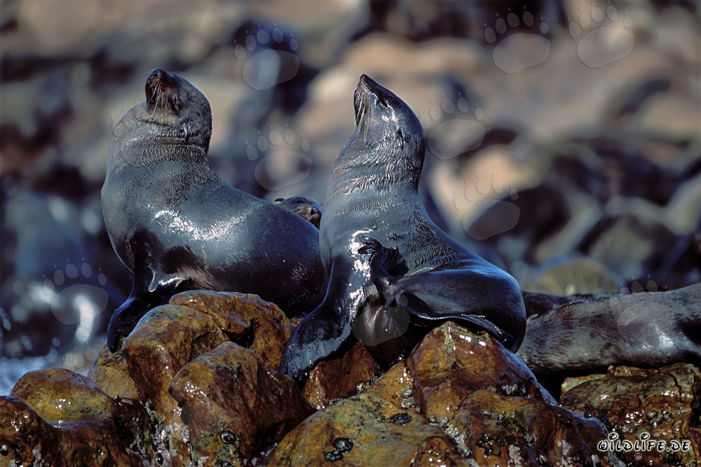 Focas de piel sudafricanas en Geyser Rock