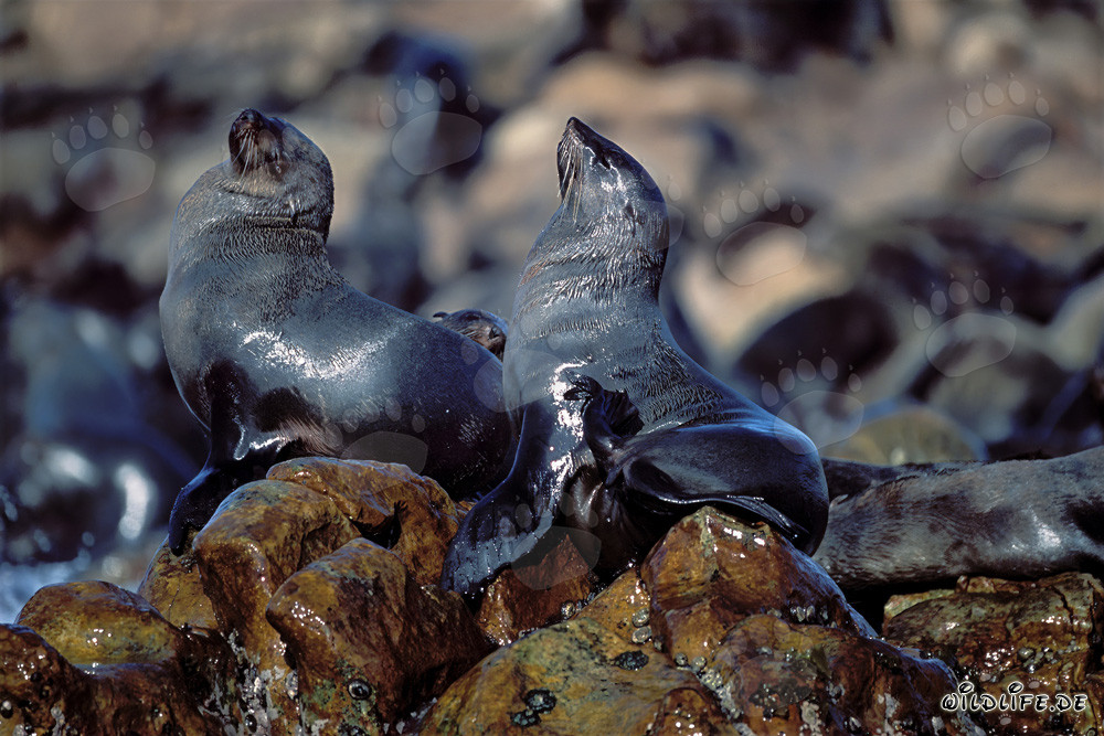 South African Fur Seals on Geyser Rock