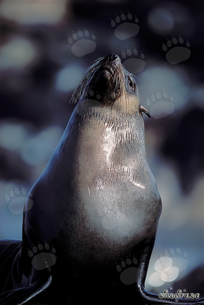 South African Fur Seal on Geyser Rock