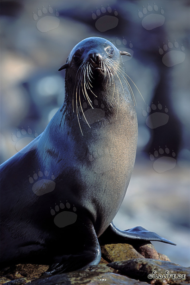 Foca dalla pelliccia sudafricana a Geyser Rock