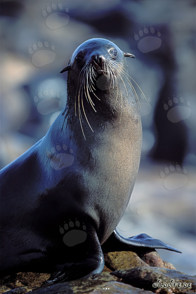 Foca de piel sudafricana en Geyser Rock