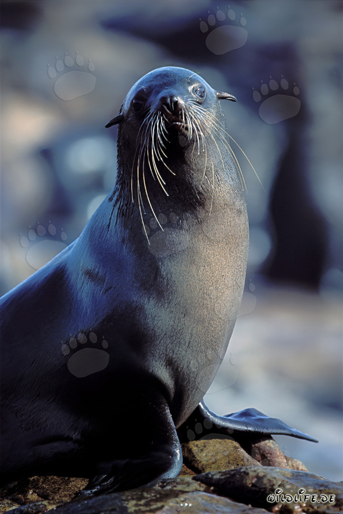 South African Fur Seal on Geyser Rock