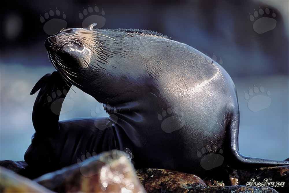 Foca dal pelo sudafricana a Geyser Rock