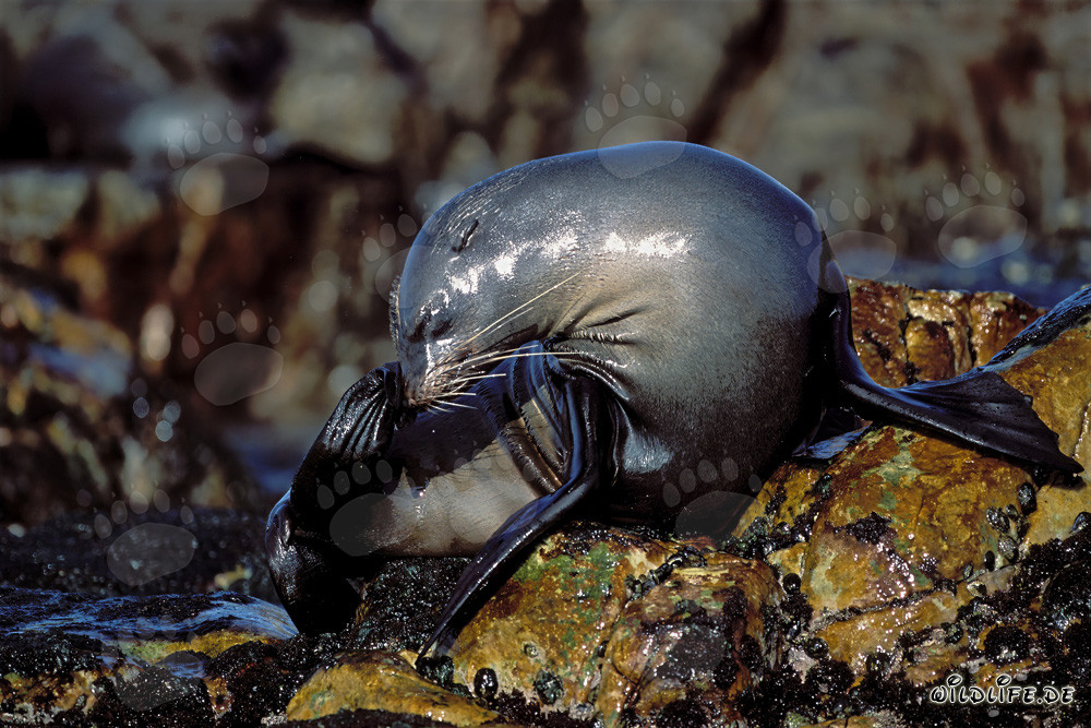 South African Fur Seal on Geyser Rock