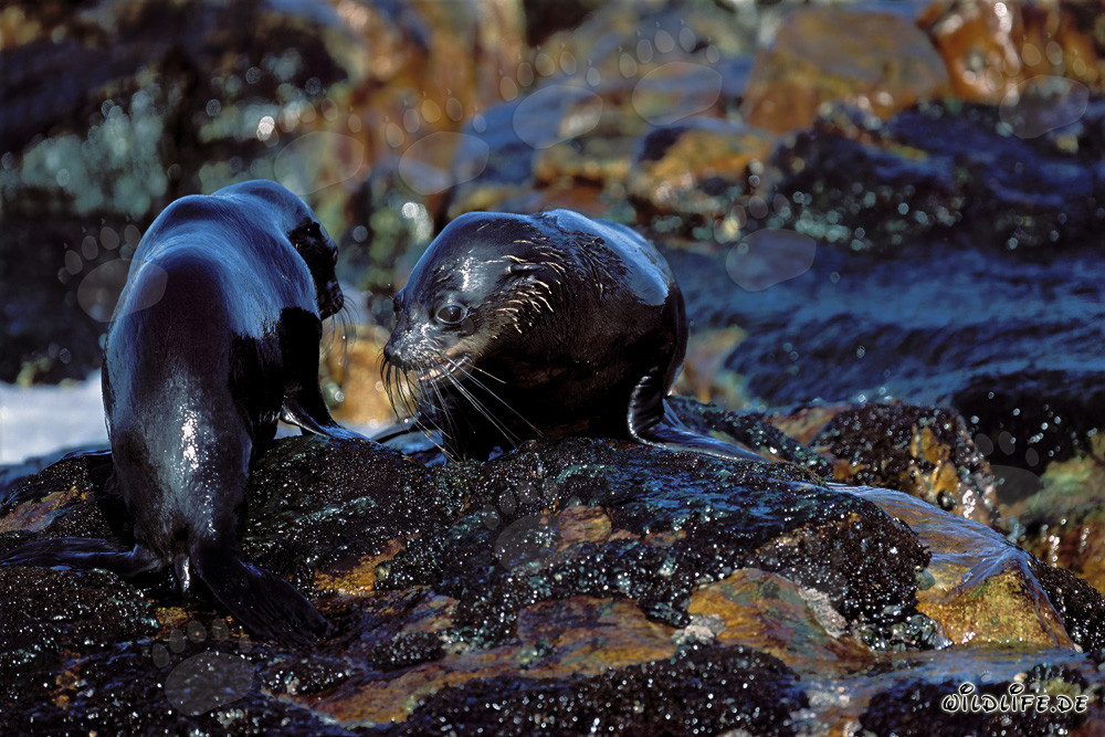 Otaries à fourrure d'Afrique du Sud sur Geyser Rock